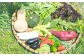 是非一度、あなたのご家庭でShoji 紀 Farmの旬の野菜達を食べてみてください！