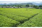 お茶は、三重県産のブランド茶『伊勢茶』を使用！
豊かで上質な香味とビターな味が特徴です。
