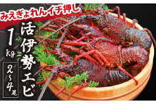 【みえぎょれんイチ押し！】活伊勢エビ1kg(2~4尾)　MG-1