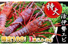 【限定100セット】特大活伊勢エビ３尾（1.8~2kg）（12/20までお届け）　MG-3