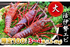 【限定100セット】大活伊勢エビ３〜4尾（1.8~2kg）（12/20までお届け）　MG-4