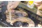 塩コショウをしたら、あとは焼くだけ！
※写真はイメージです。