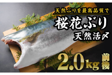 【数量限定】活〆天然！桜華ぶり フィーレ １枚（2kg前後）尾鷲産　｜鰤 刺身 フィレ 照り焼き 塩焼き 冷凍 切り身 三重県 OB-34