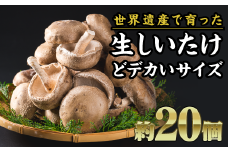 デカい！特選 生しいたけ（大）　約２０個セット FA-3
