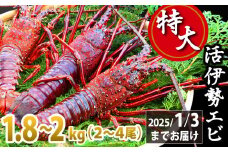 特大活伊勢エビ1.8kg～2kg（2～4尾）（10/11～2025/1/3までお届け ※申込締切12/22） えび エビ いせえび イセエビ 高級 鮮魚 海鮮 産地直送 魚介 刺身 焼き物 汁物 ギフト 贈答 贈り物 祝い お祝い 歳暮 中元 天然 海の幸 正月 お正月 キャンプ BBQ バーベキュー 冷蔵 急速 甘み凝縮 みそ汁 塩焼き  尾鷲 人気 MG-8