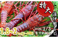 特大活伊勢エビ1.8kg～2kg（2～4尾）（10/15～2026/1/3までお届け ※申込締切12/15） えび エビ いせえび イセエビ 高級 鮮魚 海鮮 産地直送 魚介 刺身 焼き物 汁物 ギフト 贈答 贈り物 祝い お祝い 歳暮 中元 天然 海の幸 正月 お正月 キャンプ BBQ バーベキュー 冷蔵 急速 甘み凝縮 みそ汁 塩焼き  尾鷲 人気 MG-8