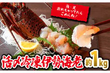 刺身 でもうまい！活〆 冷凍 伊勢海老  大満足 の約1kg（2～5尾）えび エビ いせえび イセエビ 高級 鮮魚 海鮮 産地直送 魚介 刺身 焼き物 汁物 ギフト 贈答 贈り物 祝い お祝い 歳暮 中元 天然 海の幸 正月 お正月 キャンプ BBQ バーベキュー 冷凍 急速 甘み凝縮 みそ汁 塩焼き 三重県 尾鷲 人気　MG-6　