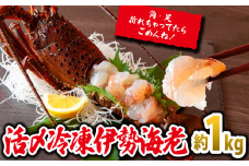 刺身 でもうまい！活〆 冷凍 伊勢海老  大満足 の約1kg（2～5尾）えび エビ いせえび イセエビ 高級 鮮魚 海鮮 産地直送 魚介 刺身 焼き物 汁物 ギフト 贈答 贈り物 祝い お祝い 歳暮 中元 天然 海の幸 正月 お正月 キャンプ BBQ バーベキュー 冷凍 急速 甘み凝縮 みそ汁 塩焼き 三重県 尾鷲 人気　MG-6　