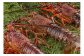 今だけ　お得な　魚鉄商店　伊勢えび