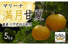 マリーナ 満月 甘夏 ５kg 宇宙が喜ぶ甘夏みかん 農薬・化学肥料不使用 自然栽培   みかん 果物 三重県 尾鷲市 　MA-2