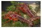今だけ　お得な　魚鉄商店　伊勢えび