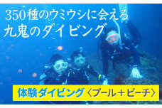 350種の美しい ウミウシ が魅力 【 体験 ダイビング プール ＋ ビーチ】 オールシーズン 海 ツアー マリンスポーツ 三重県 尾鷲市 九鬼 　DI-6