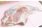 ジビエ料理店で提供している鹿肉の一部をペットフード用に加工。
鮮度と品質が自慢！