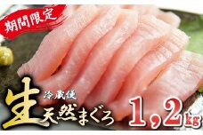 期間限定！〈生でお届け〉国産天然マグロ短冊 １，２kg  【10月15日までの受付】 産地直送  天然ビンチョウマグロ短冊 
 天然  国産 鮪 まぐろ マグロ ユッケ 海鮮 刺し身 ネギトロ 短冊 冊 問屋 直送 期間限定 自社加工 小分け 切るだけ 簡単調理 人気 おすすめ 新鮮 品質 厳選 美味しい とろける トロ ビンチョウ ビンナガ こだわり 丁寧 三重県 尾鷲市　KI-67