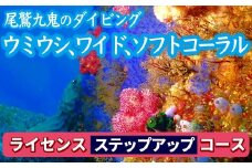350種の美しい ウミウシ 多様な生態系が魅力  【ライセンス ステップアップコース(2日間)】 ワイド やソフトコーラル も 人気 三重県 尾鷲市 九鬼 の ダイビング 通年 オールシーズン  DI-16