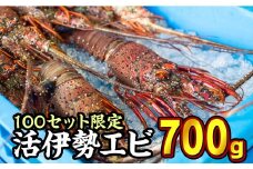  活伊勢エビ 約700gセット （２〜３尾）《10月20日～4月期間限定出荷：先行予約も可（到着日時指定必須商品）》えび イセエビ 高級 鮮魚 海鮮 産地直送 魚介 刺身 グラタン 焼き物 汁物 えび鍋 ギフト 贈答 贈り物 配送日指定 祝い お祝い 歳暮 中元 天然 海の幸 正月 お正月 キャンプ BBQ バーベキュー 甘み凝縮 みそ汁 塩焼き 三重県 尾鷲 人気 HA-62
