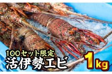 活伊勢エビ 約1kgセット （２〜４尾）《10月20日～4月期間限定出荷：先行予約も可（到着日時指定必須商品）》えび エビ いせえび イセエビ 高級 鮮魚 海鮮 産地直送 魚介 刺身 グラタン 焼き物 汁物 えび鍋 ギフト 贈答 贈り物 配送日指定 祝い お祝い 歳暮 中元 天然 海の幸 正月 お正月 キャンプ BBQ バーベキュー 甘み凝縮 みそ汁 塩焼き 三重県 尾鷲 人気　HA-56