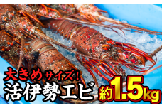 活伊勢エビ 約1.5kgセット （２〜５尾）《10月20日～4月期間限定出荷：先行予約も可（到着日時指定必須商品）》えび エビ いせえび イセエビ 高級 鮮魚 海鮮 産地直送 魚介 刺身 グラタン 焼き物 汁物 えび鍋 ギフト 贈答 贈り物 配送日指定 祝い お祝い 歳暮 中元 天然 海の幸 正月 お正月 キャンプ BBQ バーベキュー 甘み凝縮 みそ汁 塩焼き 三重県 尾鷲 人気　HA-63