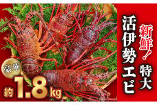  新鮮！特大 活 伊勢エビ たっぷり 約1.8kg（2~5尾）《10月20日～4月期間限定出荷：先行予約も可（到着日時指定必須商品）》 えび エビ いせえび イセエビ 高級 鮮魚 海鮮 産地直送 魚介 刺身 グラタン 焼き物 汁物 えび鍋 ギフト 贈答 贈り物 配送日指定 祝い お祝い 歳暮 中元 天然 海の幸 正月 お正月 キャンプ BBQ バーベキュー 甘み凝縮 みそ汁 塩焼き HA-58