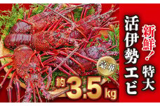  新鮮！ 特大 活伊勢エビ  豪華 ！約3.5kg（4～6尾）《10月20日～4月期間限定出荷：先行予約も可（到着日時指定必須商品）》えび エビ いせえび イセエビ 高級 鮮魚 海鮮 産地直送 魚介 刺身 グラタン 焼き物 汁物 えび鍋 ギフト 贈答 贈り物 配送日指定 祝い お祝い 歳暮 中元 天然 海の幸 正月 お正月 キャンプ BBQ バーベキュー 甘み凝縮 みそ汁 塩焼き 尾鷲 HA-59