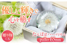 【pallo 65mm】たんぽぽハーバリウム / インテリア 雑貨 フラワー ナチュラル / 亀山市 / auRinko [AMBL001]