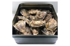 I-86お家で簡単BBQ　蒸し牡蠣（今だけ5個増量！）
