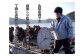 丸善水産では鳥羽の綺麗な海で美味しい牡蠣を丹精込めて作っています