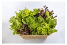10-88【化学農薬を使わない伊勢志摩産水耕栽培野菜】おかげ野菜セット