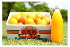 【 定期便３回】 みかん みかんジュース 自然塾 みかん＆まるごと果汁詰合せ【szjk-tkb0003】