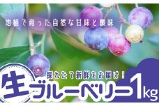 無農薬 童集乃村 ブルーベリー 生果 1㎏ フルーツ 果物 くだもの スムージー ジャム 朝食 デザート 特産品 人気 国産 旬 三重県 熊野市【mnak0001】