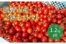 【2026年1月以降配送】熊野薬草園のミニトマト（1.2kg） トマト ミニトマト 熊野 予約受付【kmys0001】
