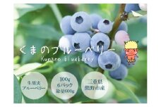【先行受付】くまのブルーベリー 生果 600g(100g×6) フルーツ 果物 くだもの スムージー ジャム 朝食 デザート 特産品 人気 国産 旬 熊野精工 三重県 熊野市【kmsi0005】