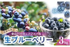 生果ブルーベリー　3㎏　旬 フルーツ 果物【knpr0008】