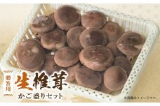 贈答品用椎茸かご盛りセット【1201244】