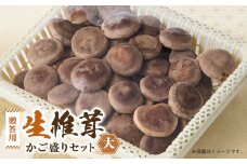 贈答品用椎茸かご盛りセット(大)【1201271】