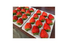 ＜1月～3月上旬発送分＞プレミアいちごL/紅ほっぺ/朝摘み/ 12玉2箱【1209760】
