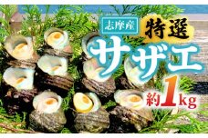 サザエ 1kg 入り 新鮮 海鮮 海産物 魚介 魚貝 サザエ 栄螺 貝 刺身 刺し身 お造り つぼ焼き グリル BBQ バーベキュー キャンプ 夏 ギフト 贈り物 志摩産 特選  三重 志摩 伊勢志摩 10000円 1万円 一万円