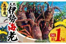 伊勢海老  5尾 1kg  天然 志摩産 伊勢エビ 海老 エビ 人気 刺身 刺し身 味噌汁 海鮮 魚介類 産地直送 贈答 お歳暮 お祝い プレゼント 三重県 伊勢 志摩 50000円 5万円 五万円