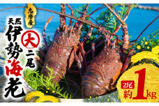 伊勢海老 大 2尾 1kg / 天然 志摩産 大 伊勢エビ 海老 エビ 人気 刺身 刺し身 味噌汁 海鮮 魚介類 産地直送 贈答 お歳暮 お祝い プレゼント 三重県 伊勢 志摩 50000円 5万円 五万円