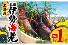 伊勢海老 3尾 1kg 天然 志摩産  伊勢エビ 海老 エビ 人気 刺身 刺し身 味噌汁 海鮮 魚介類 産地直送 贈答 お歳暮 お祝い プレゼント 三重県 伊勢 志摩 50000円 5万円 五万円