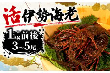 伊勢海老 １㎏ 前後 3尾 ～ 5尾  海老 えび エビ いせえび 活き 志摩 天然 刺身 BBQ バーベキュー 味噌汁 海鮮 魚介 新鮮 のし 熨斗 50000円 5万円 五万円 三重県 伊勢志摩 伊勢 志摩 みえ いせしま いせ しま