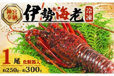 【年内配送・化粧箱入】 伊勢海老 約250g~300g × 1尾 冷凍 数量限定 期間限定 伊勢海老 伊勢エビ 伊勢 海老 エビ イセエビ 刺身 焼き物 お味噌汁 鍋 ボイル エビフライ アレンジ可 職人厳選 新鮮 海鮮 ギフト 贈答 急速冷凍 三重県 志摩市