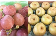 忍びの国の果物セット（巨峰＆梨）8月上旬お届け開始