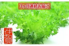 Leaf Mie（完全人工光型植物工場レタス）約80g×25個　3ヶ月連続お届け
