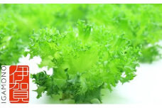 Leaf Mie（完全人工光型植物工場レタス）