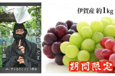 伊賀産高級ぶどう詰め合わせ 2房約1kg（シャインマスカット、クイーンニーナ、ピオーネ、種無し巨峰）