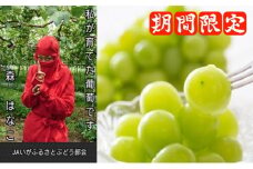 シャインマスカット　約1kg