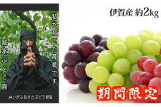 伊賀産種なしぶどう・今年のイチオシ3色詰め合わせ