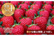 【完熟クラフト苺BERRY】有名シェフ御用達【樹上完熟よつぼし】約500g（出荷2024年12月上旬～2025年5月下旬）