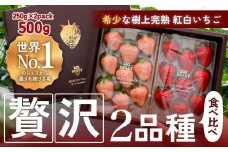【完熟クラフト苺BERRY】有名シェフ御用達【紅白いちご】樹上完熟紅ほっぺ・淡雪 約500g（出荷2023年12月上旬～2024年5月下旬）